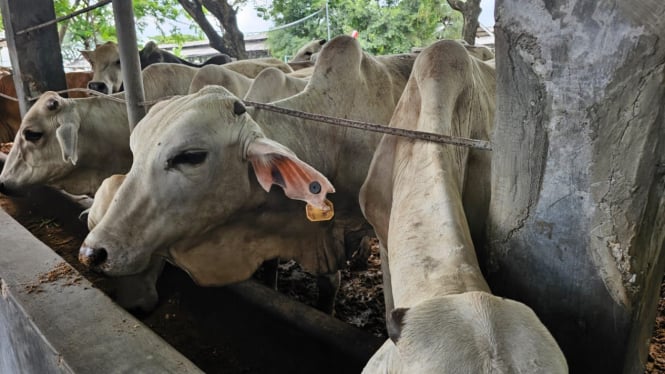 Kondisi sapi di peternakan kawasan Kabupaten Tangerang