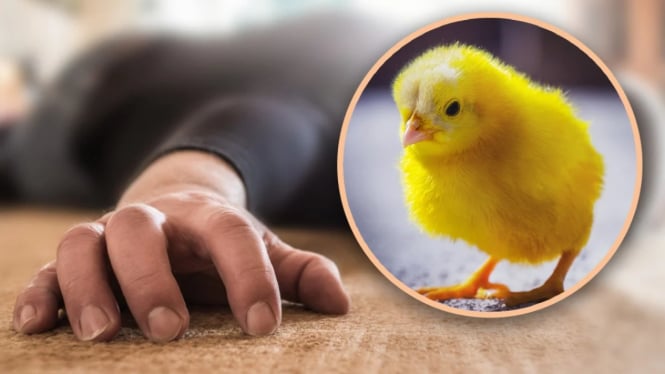 Seorang Pria Meninggal Dunia Setelah Telan Anak Ayam Hidup-Hidup