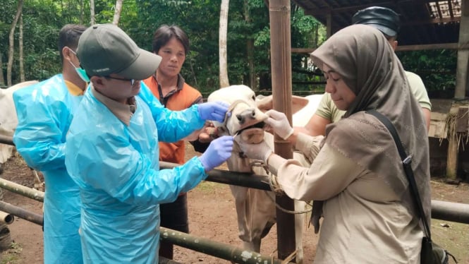 Petugas Dinas Peternakan Jawa Tengah cek kesehatan sapi 