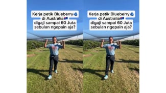 Menggiurkan! Kerja Jadi Pemetik Blueberry di Australia Gajinya Rp60 Juta per Bulan