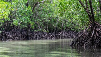 Mangrove Ditegaskan Akselerasi Transisi Energi, Begini Penjelasannya