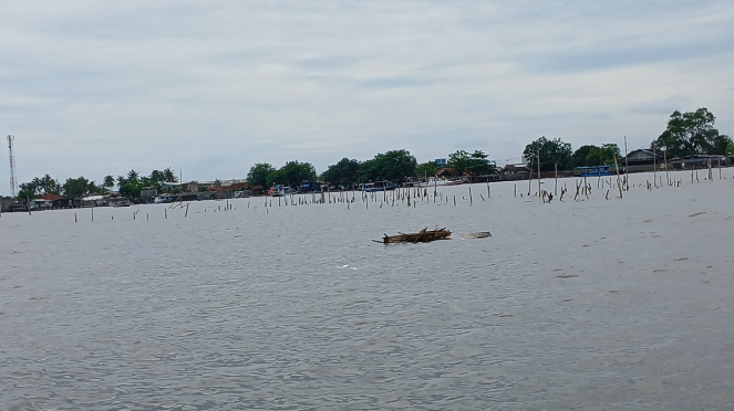 Puing pagar bambu yang berhasil dicabut dan dibongkar oleh pihak TNI AL di laut Tangerang, Tepatnya Tanjung Pasir, Teluk Naga, Tangerang 