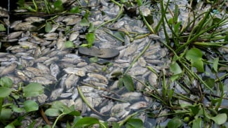 75 Ton Ikan Keramba Jaring Apung Danau Maninjau Mati