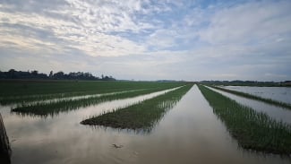 400 Hektare Lahan Bawang Merah di Brebes Terendam Banjir, Kerugian Capai Rp20 Miliar