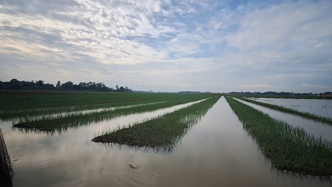 Lahan tanaman bawang merah di Brebes, Jawa Tengah terendam banjir.