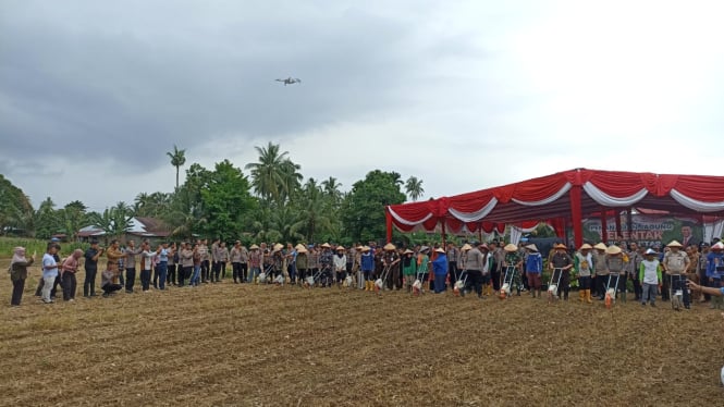 Penanaman Jagung Serentak