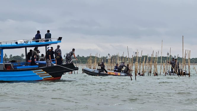 Proses pencabutan pagar bambu di laut tangerang secara manual