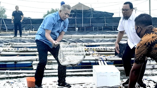 Wakil Menteri Koperasi, Ferry Juliantono, saat melakukan panen perdana ikan kerapu dan kakap putih di tambak milik Koperasi Mambo Mina Mekar Sejahtera, kawasan Muaragembong, Kabupaten Bekasi, Jawa Barat, Rabu, 22 Januari 2025