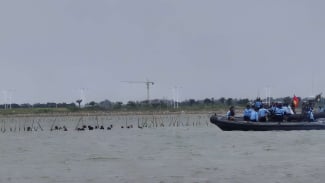 Momen Pasukan Katak TNI AL Rela Menyelam Bongkar Pagar Laut Ilegal di Perairan Tangerang Demi Nelayan Melaut