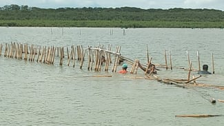 Khawatir Diterpa Isu Miring, Nelayan Bongkar Bambu Bekas Budidaya Kerang dan Rumput Laut