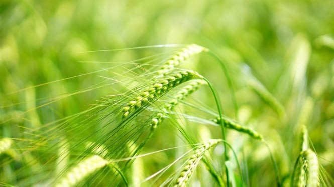 Apa Itu Barley Grass, Disebut-sebut Bisa Bantu Turunkan Berat Badan, Kolesterol hingga Risiko Serangan Jantung