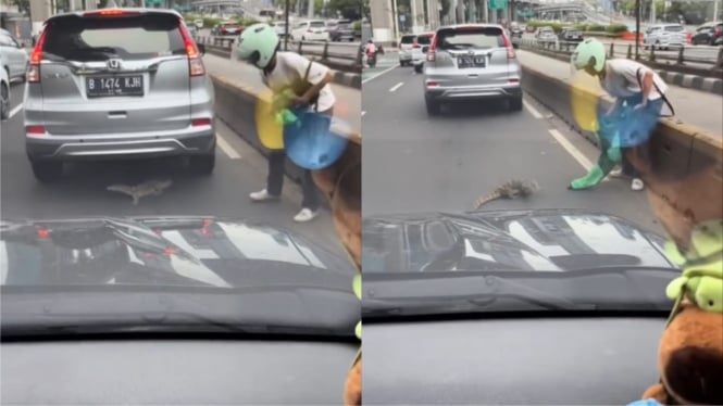 Viral Aksi Ojol Evakuasi Biawak yang Tiba-tiba Muncul Usai Banjir, Warganet: Respect!