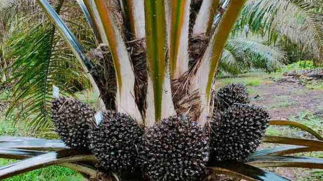 Pohon sawit komoditas potensial sumber pendapatan masyarakat dan negara