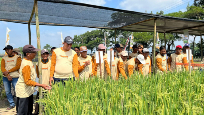 Herbisida Padi Terbaru, Dukung Petani Mengawali Kebaikan Tanam Padi dengan 3 Keunggulan