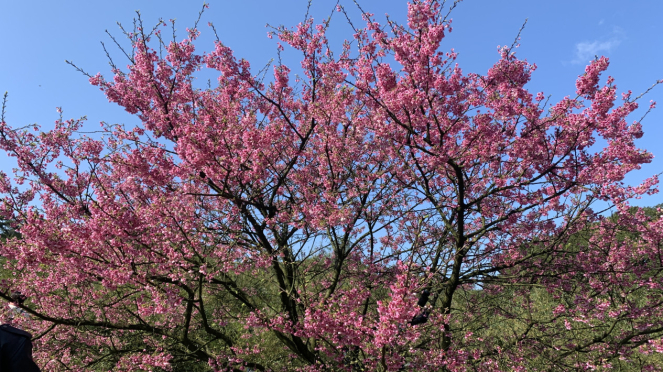 Cerry Blossom, Taiwan