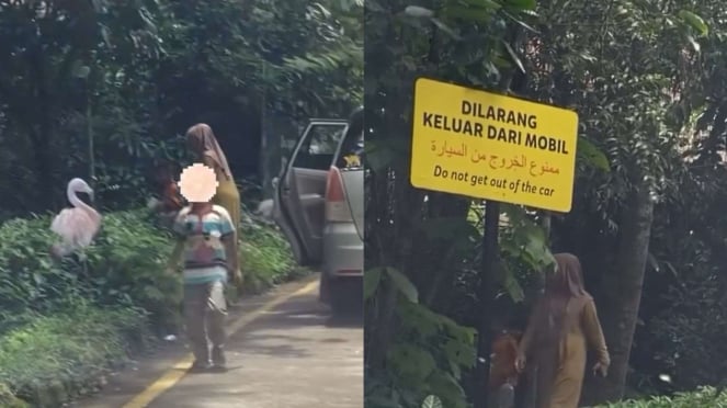 Viral Pengunjung Taman Safari Nekat Turun dari Mobil di Area Satwa