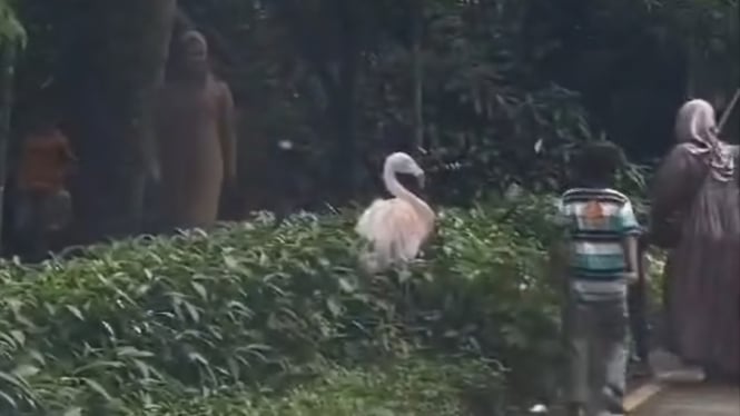 Viral Pengunjung Keluar Mobil di Area Satwa Bak Taman Bermain, Begini Tanggapan Taman Safari