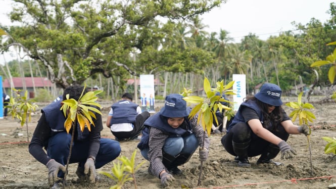 Tangkal Abrasi dan Tumbuhkan Potensi Destinasi Ekowisata, PNM Tanam 1.000 Mangrove di Pesisir Sulawesi