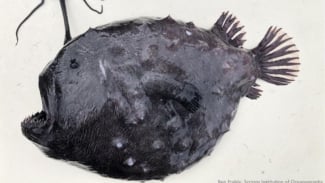  Negara yang Gak Direkomendasikan Buat Tujuan Kabur Aja Dulu hingga Ikan Anglerfish Muncul di Permukaan Laut