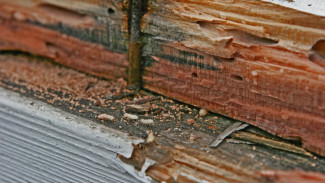 5 Cara Ampuh Basmi Rayap di Rumah, Ternyata Bisa Pakai Garam