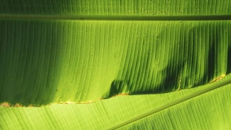 Cara Membuat Daun Pisang Tidak Pecah dan Tetap Lentur Saat Membungkus Lontong, Sangat Mudah dan Praktis!