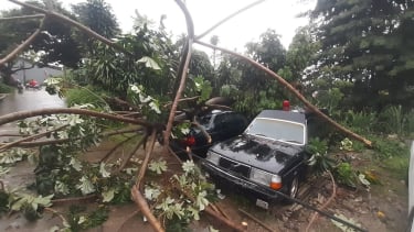 Pohon tumbang timpa dua mobil di Depok