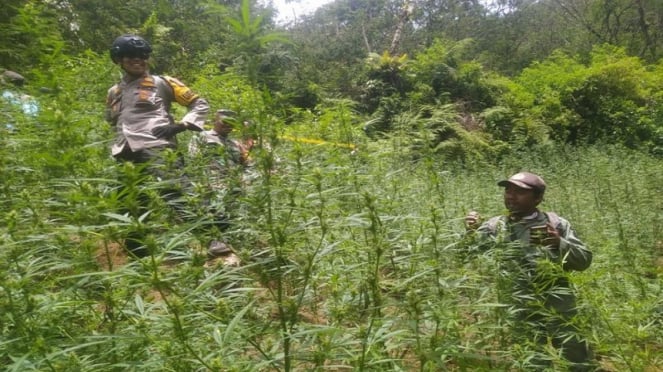 Ladang ganja yang ditemukan di Taman Nasional Bromo Tengger Semeru (TNBTS) 