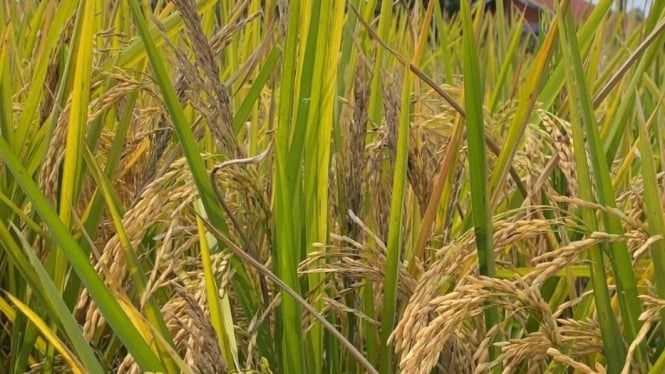 Meski Lampaui Target, BULOG Karawang Terus Serap Gabah Petani