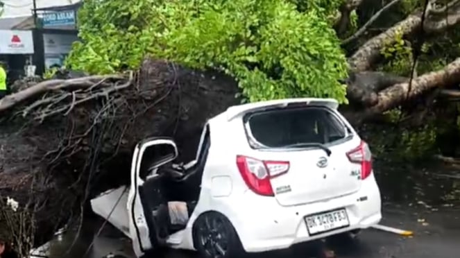 Pohon tumbang menimpa mobil yang mengakibatkan satu orang meninggal dunia  - Foto Tangkapan Layar media sosial