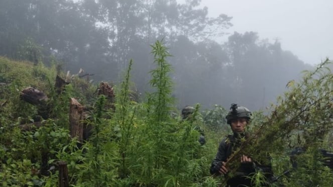 Tarea Cuisina Pamta Ri-Pnn Kotops en Svazemba en Papua Field