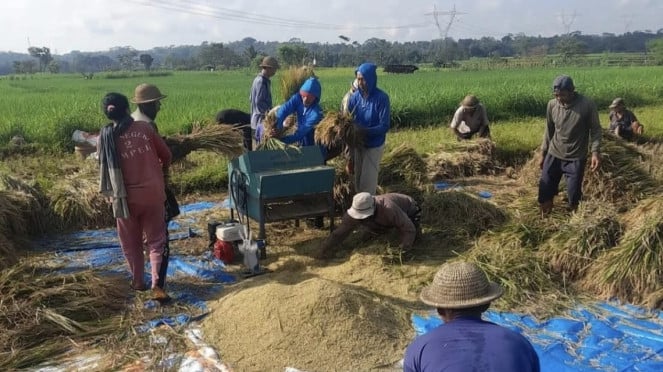 La absorción de grano y arroz continúa siendo realizada por la bala a pesar del clima de vacaciones