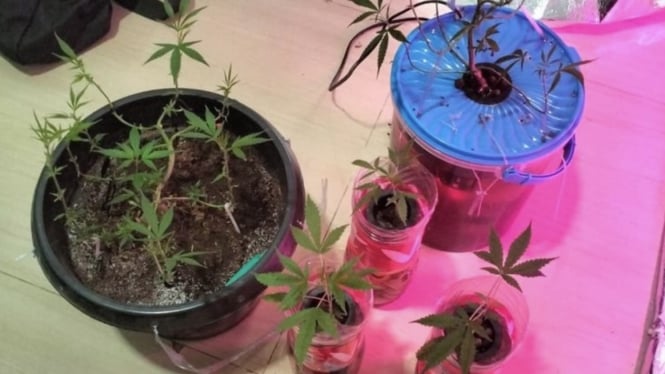 Seorang pemuda berinisial EFK (19) diamankan oleh jajaran kepolisian setelah diketahui menanam ganja di dalam kamar rumahnya di kawasan Desa Sumberjaya, Tambun Selatan