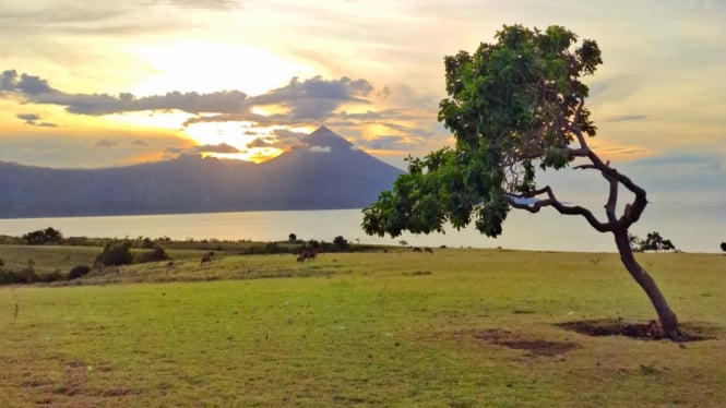 Savana Mausui di Manggarai Timur-NTT