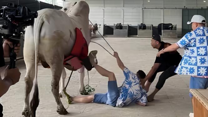 Raffi Ahmad Jatuh dari Sapi Seberat 1 Ton