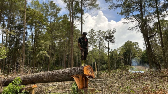 4 Hektar Lebih Hutan Penyangga Danau Toba Gundul Dibalak Liar, Perusakan Alam secara Terang-terangan