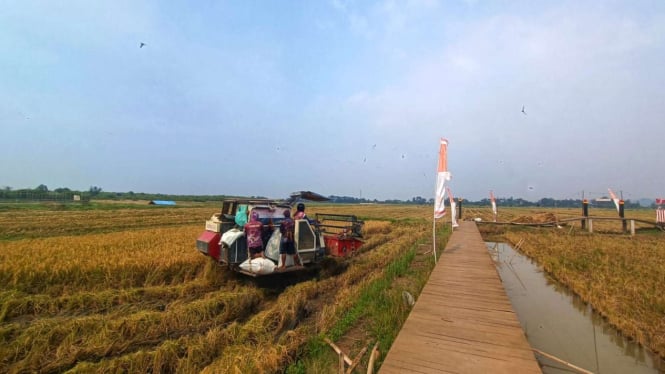 Panen perdana padi Biosalin di Semarang