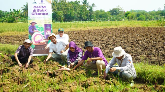Mengintip Kebun Talas Situgede, Penghasil Lapis Bogor yang Terkenal