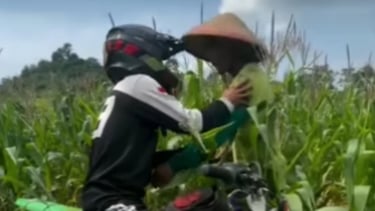 Petani Ngamuk Ladang Jagungnya Diterobos Motor Trail