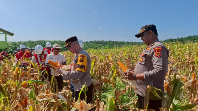 682498ff985a6-polda-jambi-panen-jagung-di-6-polres_665_374 682498ff985a6-polda-jambi-panen-jagung-di-6-polres_665_374