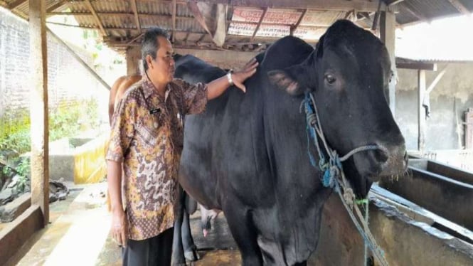 6826e2a3c0088-pemilik-peternakan-menunjukkan-sapi-jenis-angus-yang-dipesan-presiden-prabowo_665_374
