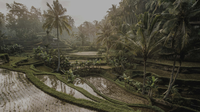 Alam di Ubud Bali