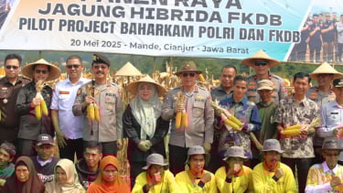 Panen raya jagung hibrida di Cianjur