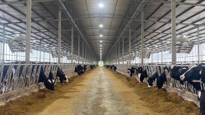 Peternakan Sain Dairy Farms Diar Daruts (Doc: Netania Longgong)