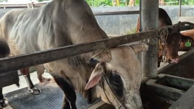 Presidente de animales Prabowo de Pegon Cow Breeders 