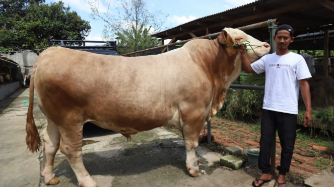 Parjo, la vaca más grande de Tangerang City propiedad del presidente Prabowo Subianto
