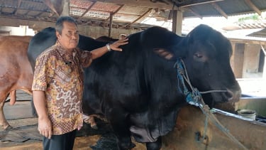 Sapi dari Presiden Prabowo Akan Disembelih ke Wilayah Terpencil di Sragen 