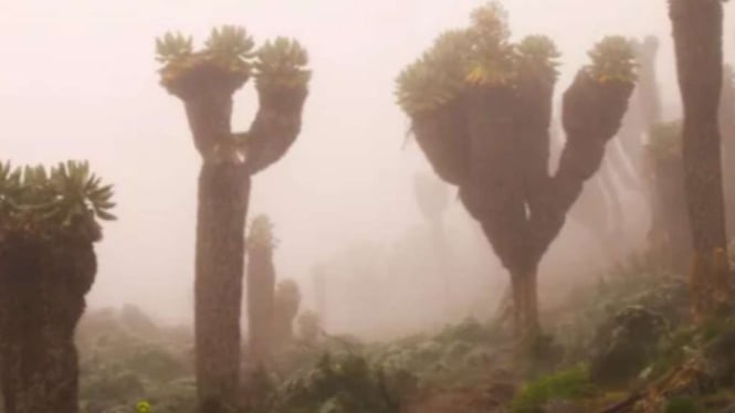 Groundsel Raksasa Kilimanjaro, Tanaman Unik yang Berkembang Pesat di Puncak Tertinggi Afrika  

Semoga ini sesuai dengan permintaan Anda! 😊