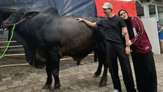 Potret Sapi Kurban Sonny Septian, Hadiah dari Raffi Ahmad