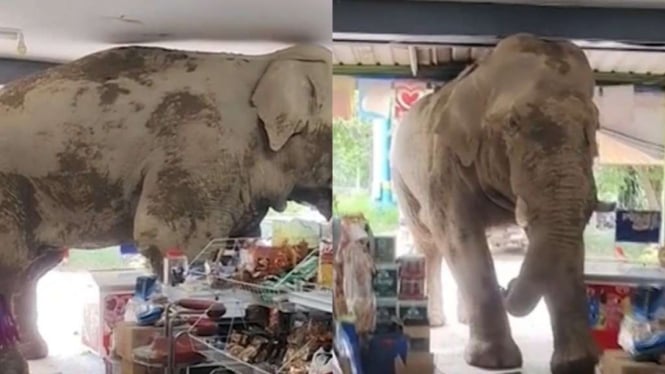 Diduga Kelaparan, Seekor Gajah di Thailand Serbu hingga Acak-acak Toko Kelontong 