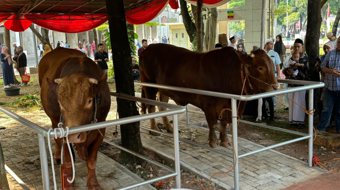 Sacrificial cattle in the Istiqlal mosque, Yakarta.
